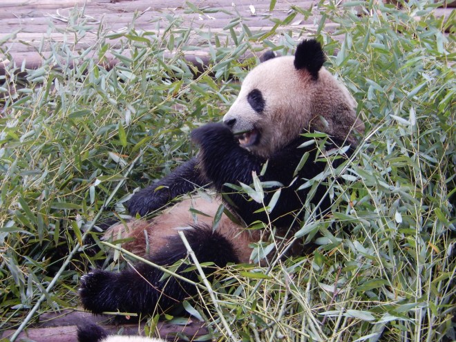 Giant Panda