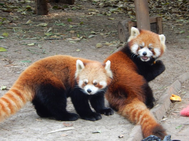 Red Pandas
