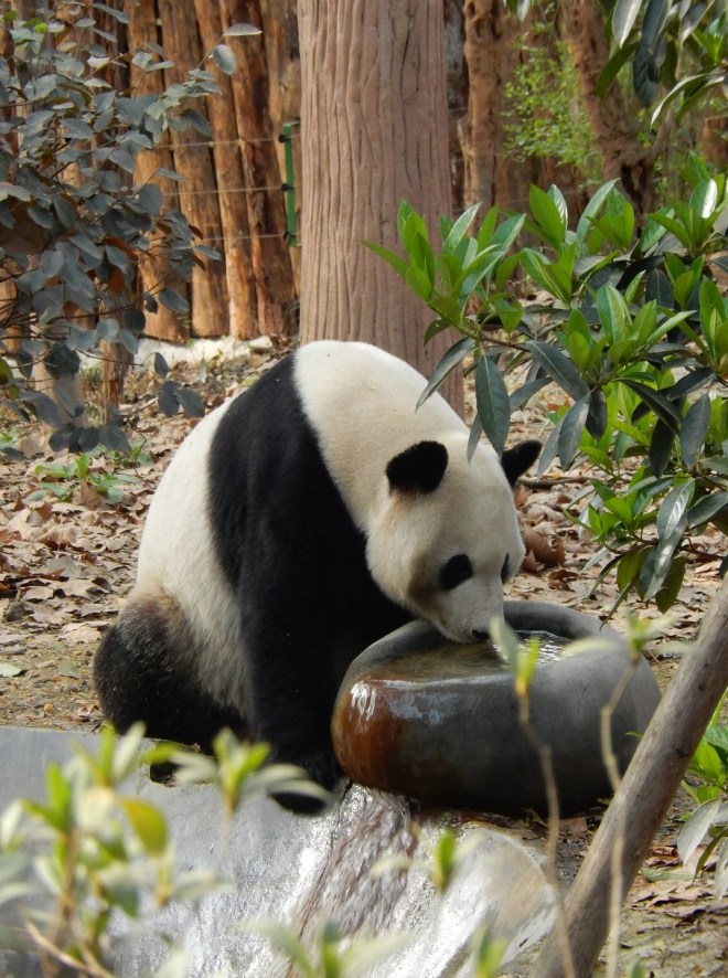 SURFACESTEVE - dscn0953