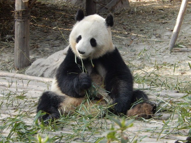 Giant Panda
