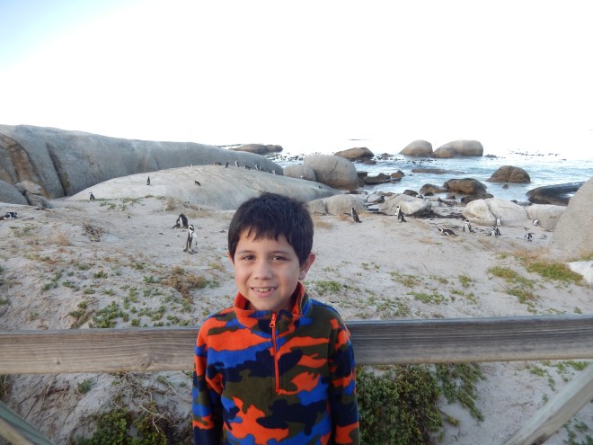 Penguins at Boulders Beach