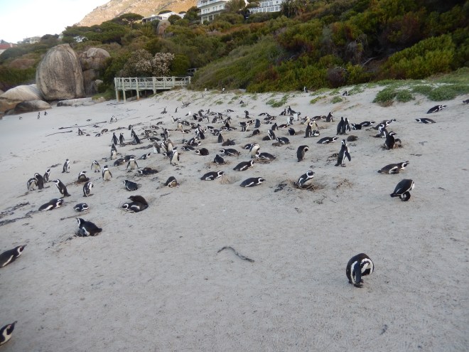 Penguins at Boulders Beach