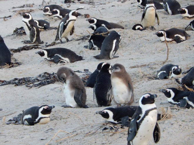 Penguins at Boulders Beach