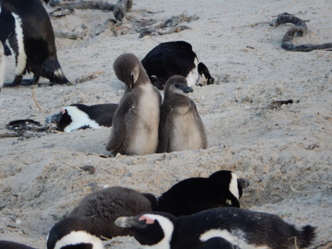 Penguins at Boulders Beach