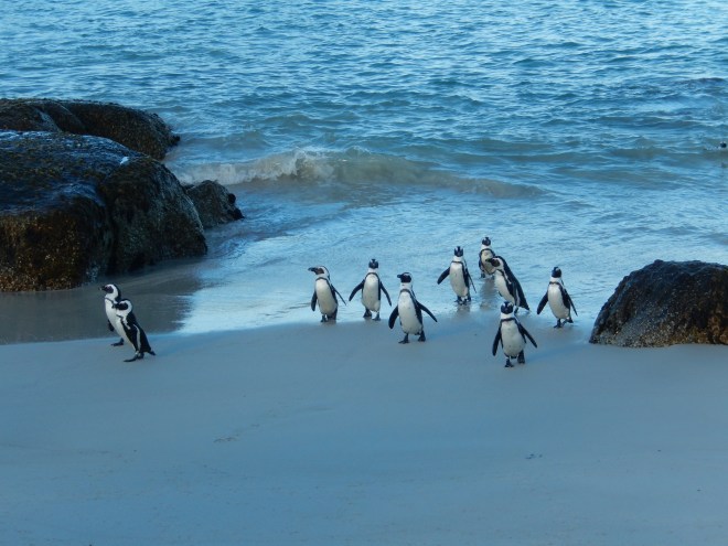 Coming in from a swim