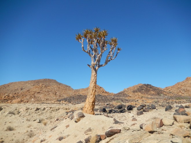 Cool desert tree