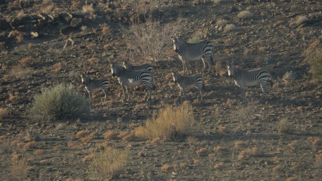 Mountain zebras