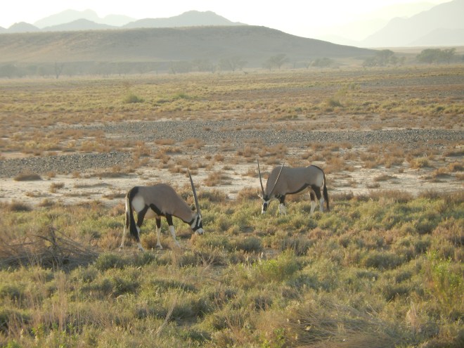 Oryx along the road