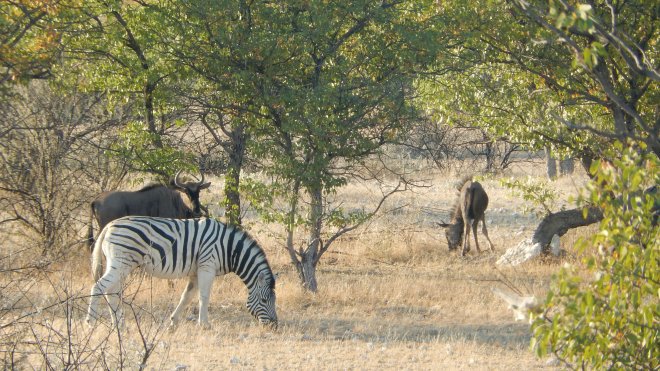 Zebras and Wildebeests