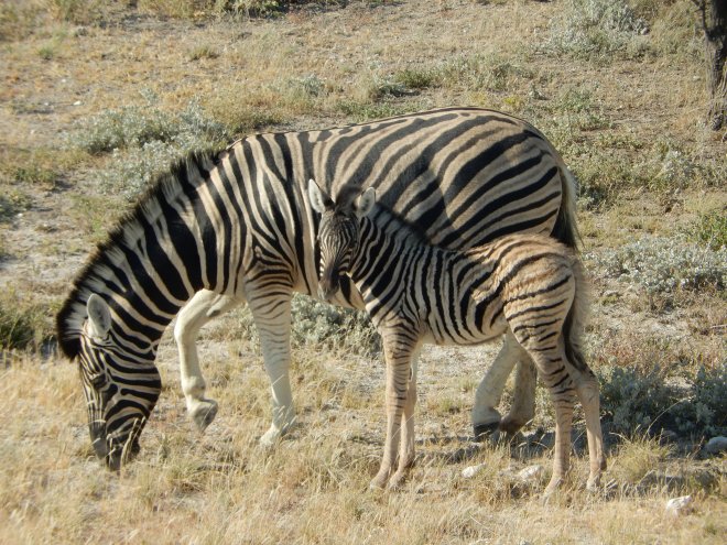 Zebra and Baby Zebra