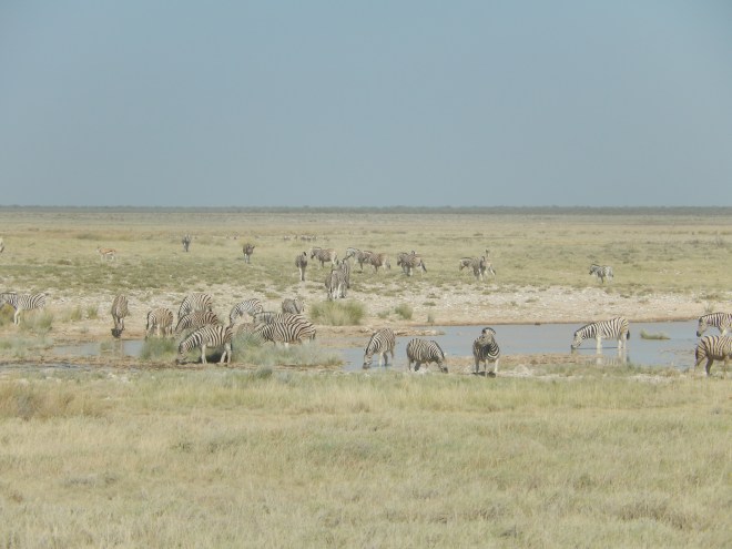 At the water hole
