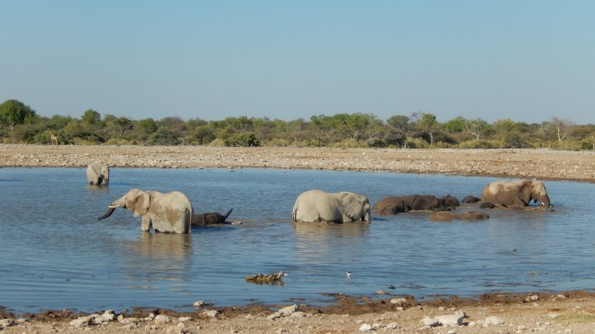 Elephants at the watering hole