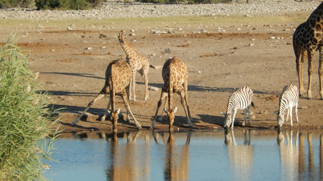 Giraffes and Zebras at the watering hole