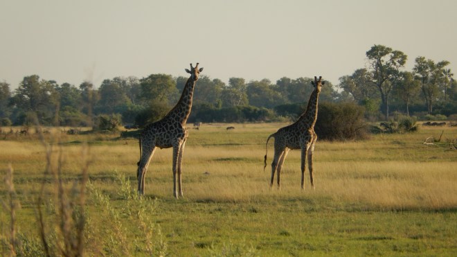 Giraffes in the morning