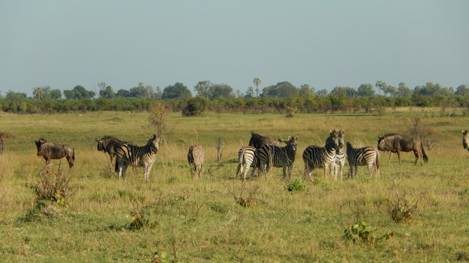 Zebras and Wildebeasts
