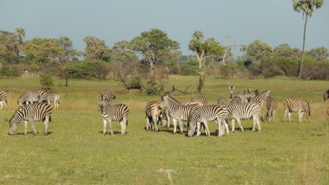 Zebras