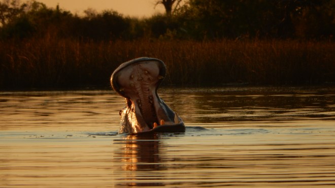 Yawning Hippo