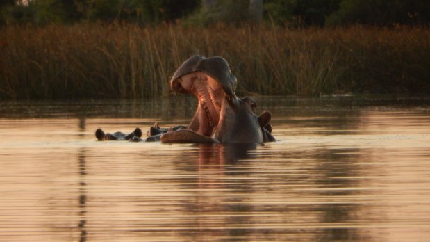 Camping in the Okavango&nbsp;Delta