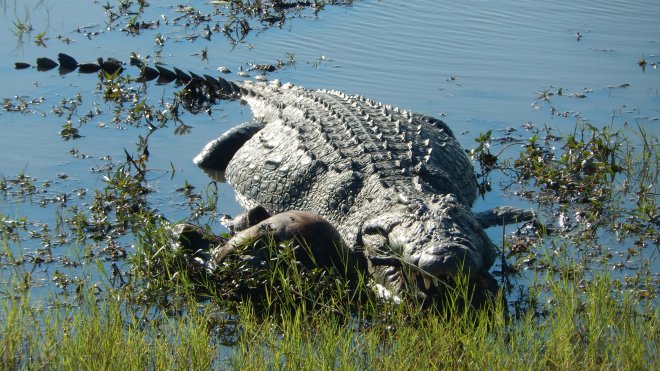 Crocodile with its lunch