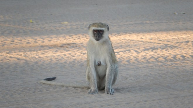 Vervet Monkey