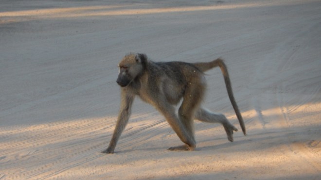 Baboon