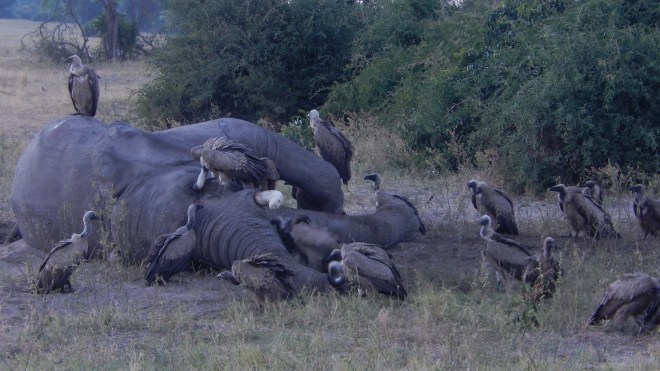 Recently deceased elephant