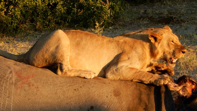 Lion relaxing