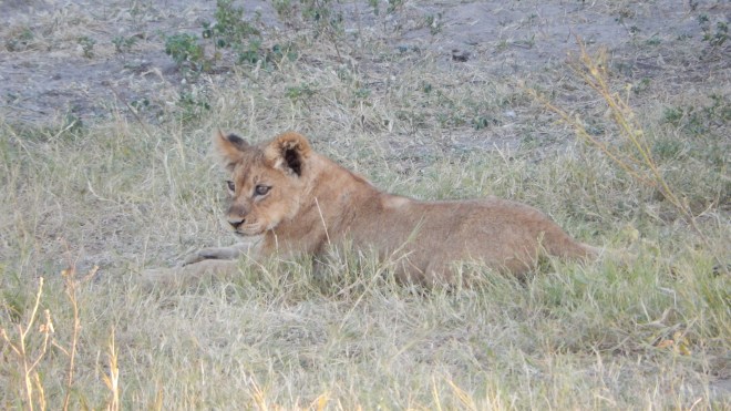 Lion Cub