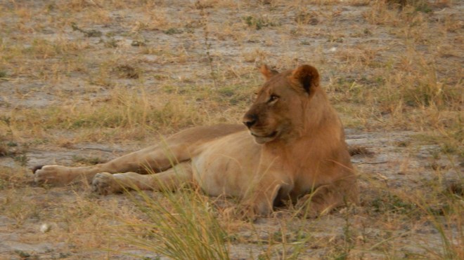 Lion relaxing