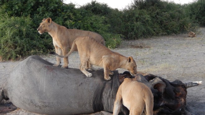Lions eating