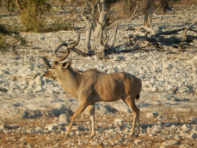 Male Kudu