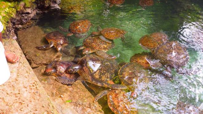 Tons of turtles!