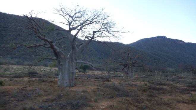 Baobab Valley