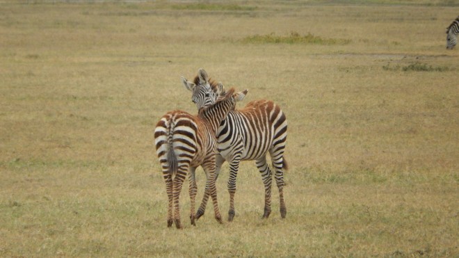 Zebras in the Ngorongoro