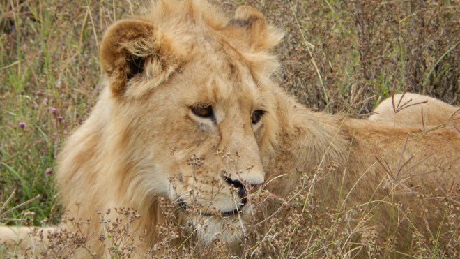 Young male lion