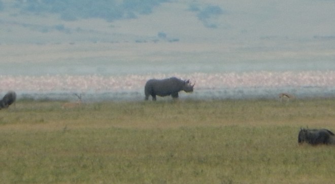 Black Rhino in the distance