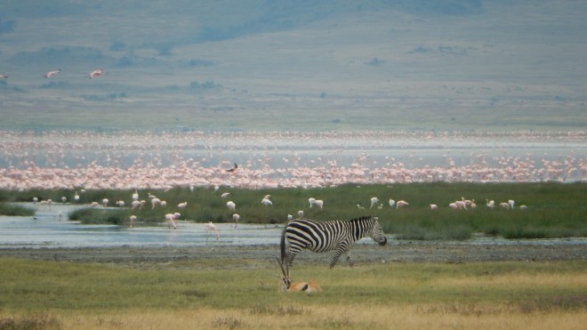Lesser Pink Flamingos