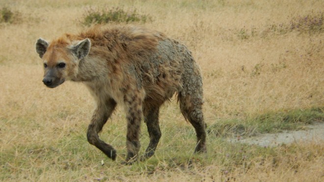 Hyena