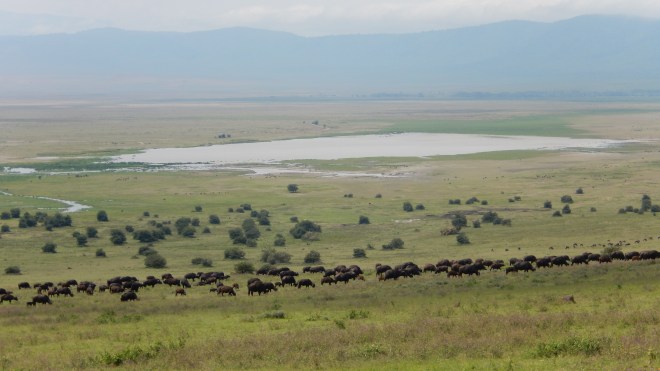 Ngorongoro Crater
