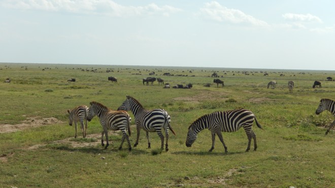 Zebras on the Serengeti