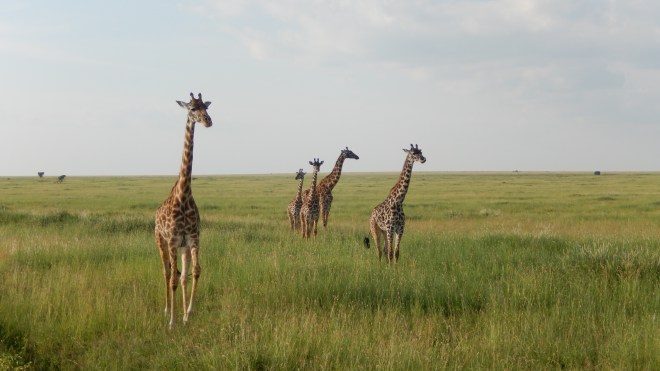 Giraffes