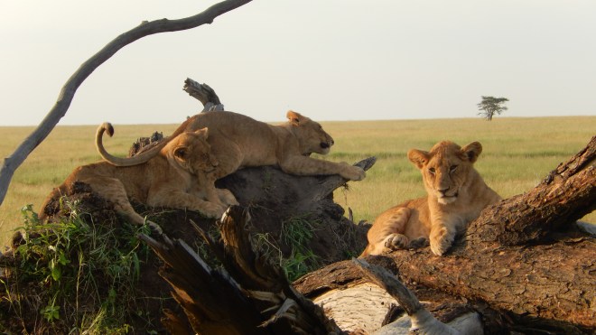 Lion cubs