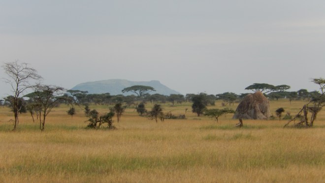 The Serengeti