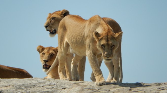 Lioness on the prowl