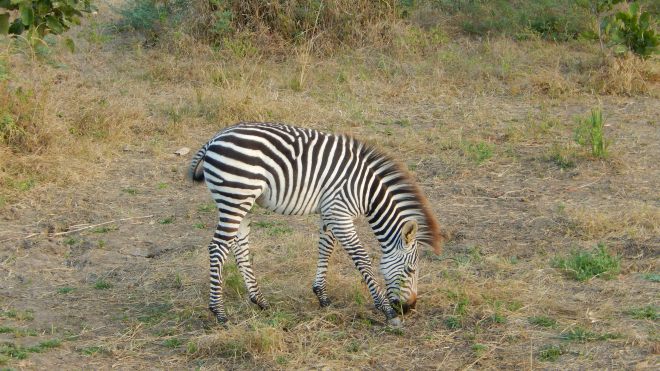 Baby Zebra