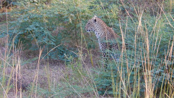 First Leopard Sighting