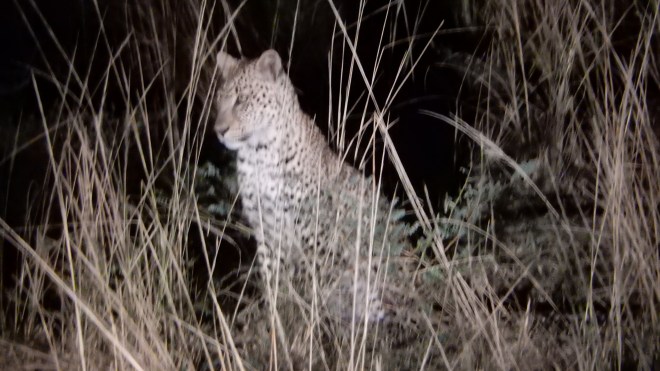 Leopard at night