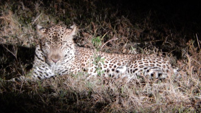 Leopard at night