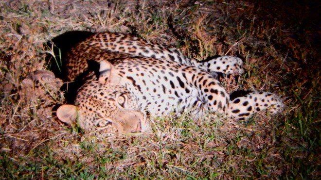 Leopard at night