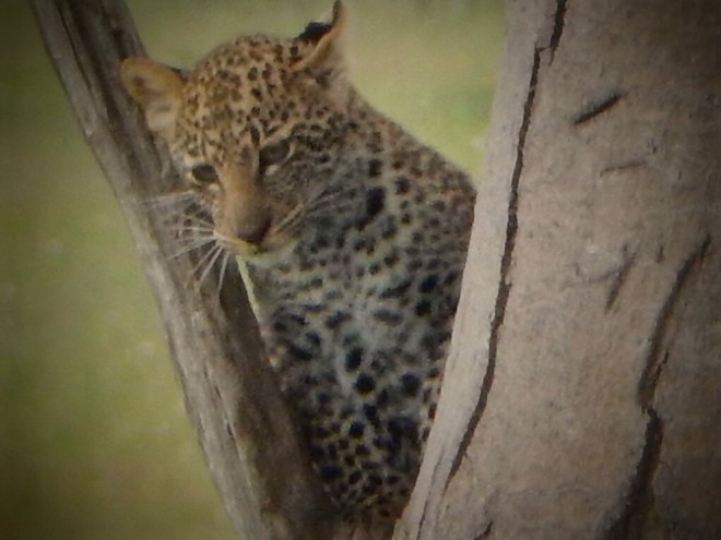 Leopard cub